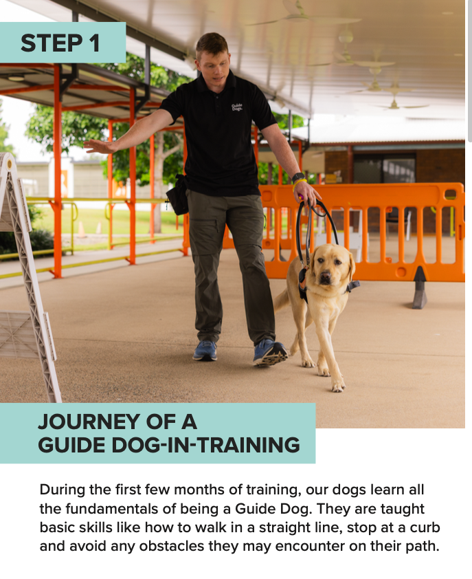 Training Process of a Guide Dog