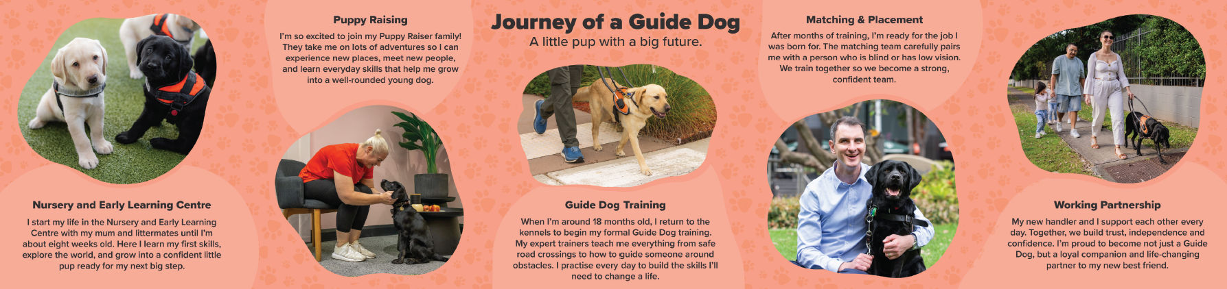 Journey of a Guide Dog